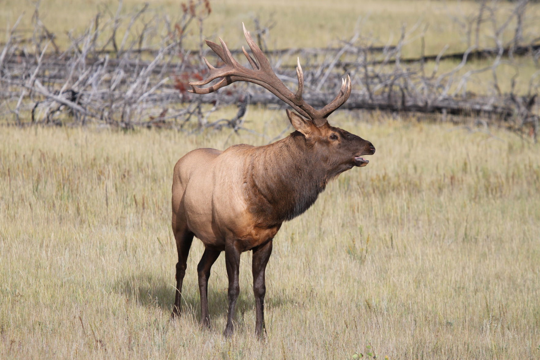 Park bull